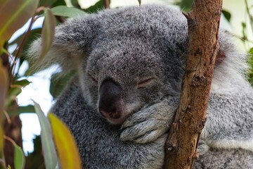 koala bear sleeping on tree