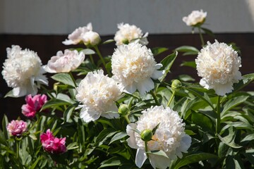Blooming peony close-up on a flower bed