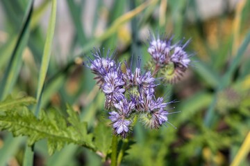 Honey plant phacelia in the meadow close-up