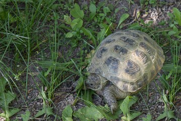 Central Asian sand turtle in an aviary