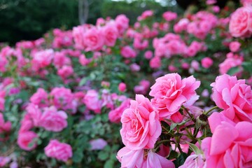 flower, 분홍, 네이처, 뜰, flower, 식물, 봄, 블로섬, 개화, 여름, 식물, 미, 로즈, beautiful, 들판, red, 변색, 꽃, 백, 보라색, 나뭇잎, 튤립, 근접, 식물