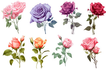 Set of rose flower element, leaves, branches and flowers isolated. PNG elements, Generative AI