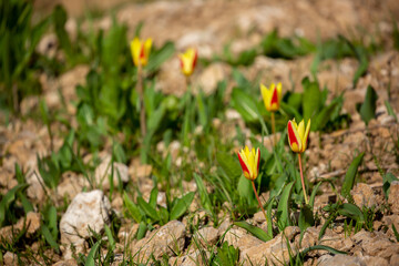 Wild Red Book tulips Kaufman in the fields of Kazakhstan. Spring flowers under the rays of sunlight. Beautiful landscape of nature. Hi spring. Beautiful flowers on a green meadow.