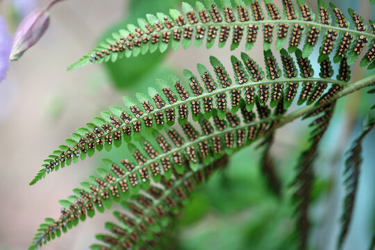 Fern frond underside showing spore producing sori