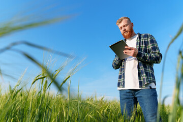 A male farmer with a tablet is standing in a wheat field. An agronomist with a beard, in a plaid shirt and jeans during an inspection