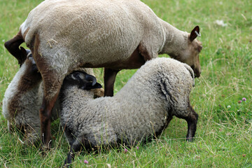 Naklejka premium Rare breed Shetland sheep ewe with suckling lambs