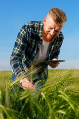 The agronomist checks the wheat spikelets on the field and enters the data into the tablet....