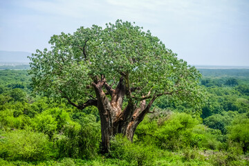 Huge Acacia tree in African landscape in Tanzania, Ngorongoro
