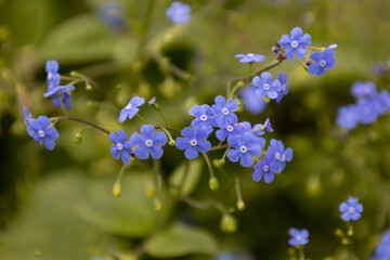 The flowers brunnea flowering in early spring. Unfocussed and blurry flowers. The beautiful blue brunnea on green background have a striking resemblance to flower with name forget me not