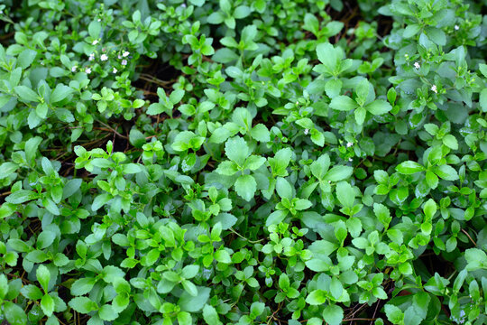 Fresh green leaves of stevia plant.