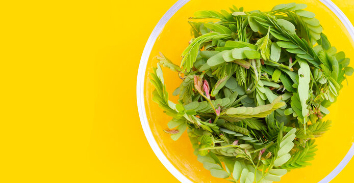 Young tamarind leaves on yellow background.