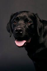 Fototapeta na wymiar black labrador retriever dog with open mouth