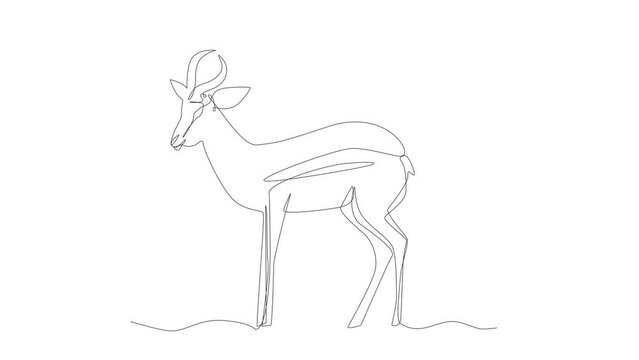 Continuous Thin Line Antelope Animation, Minimal Impala Drawing, Animated One Line Art Antilopa, Gazelle Outline, Springbok Logo, Safari Concept, Antelope Cartoon