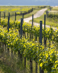 Weinreben bei Gegenlicht im Fr&uuml;hjahr