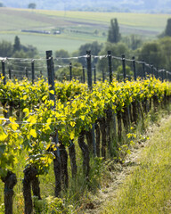junge Weinreben bei Gegenlicht im Fr&uuml;hjahr