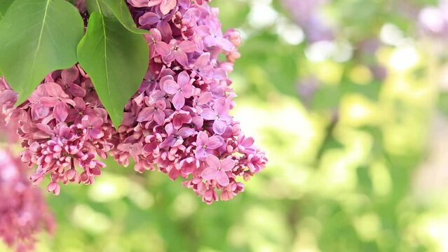 Lilac in the park. Flowering branch of pink lilac close-up. Blooming lilac flowers