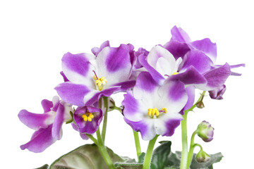 Violet flowers isolated