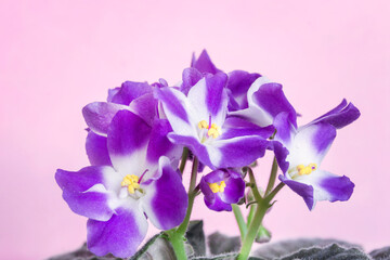 Violet flowers on pink background