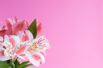 Obraz premium pink flowers card on pink background