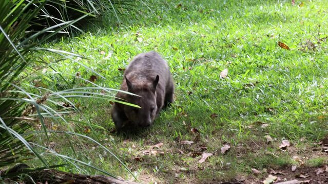 Southern Hairy-Nosed Wombat Walking on Grass in its Natural Habitat