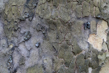 Natural pattern from the old wood tree bark. Beautiful texture of the bark against background.