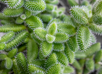 Pickle plant closeup