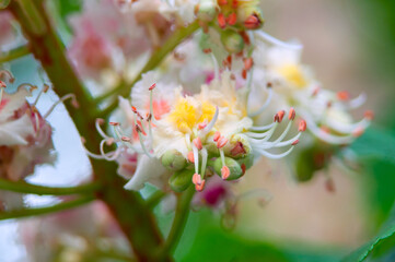 Vibrant chestnut flower in full bloom, radiating natural beauty and delicate fragrance