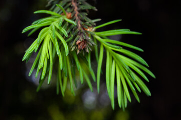 Vibrant green pine branch contrasting against dark serene background.