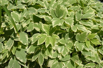 Background - variegated foliage of Aegopodium podagraria in June