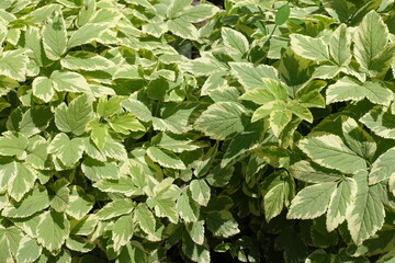White and green foliage of variegated Aegopodium podagraria in June