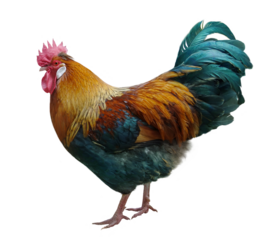 Rooster Png