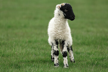 Close up of a Swaledale lamb in Springtime facing front in green pasture. Clean background with space for copy.  Horizontal. Yorkshire Dales, UK.