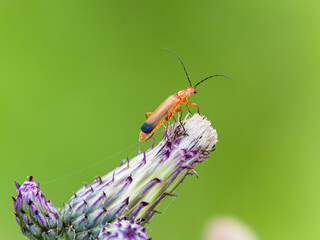 Common Red Soldier Beetle on the watch against green background