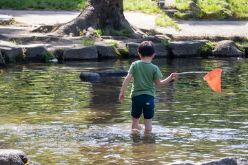 タモを持って水中の生き物を探す男の子