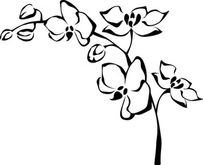 Orchid flowers branch. Black and white line art illustration of orchid flowers isolated on a white background. Vector illustration
