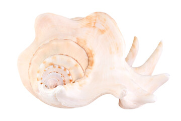 Seashell isolated on transparent background.