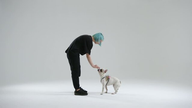 Young female master training French bulldog using the sit command. The pet performs the command and gets dog food as a reward from the hands of woman. High quality 4k footage