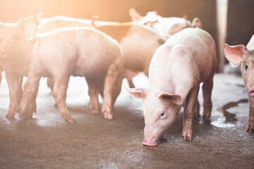 pig farming industry fattening pigs for consumption of meat , Pork is the food of the world's population. © puwanai8039