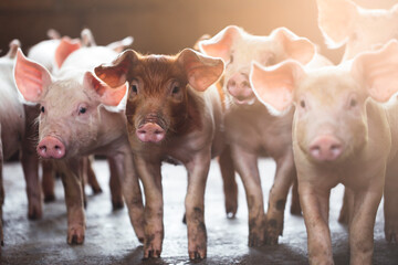 pig farming industry fattening pigs for consumption of meat , Pork is the food of the world's...