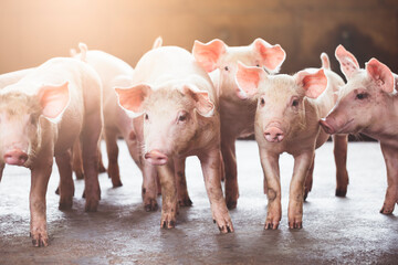 pig farming industry fattening pigs for consumption of meat , Pork is the food of the world's population. © puwanai8039