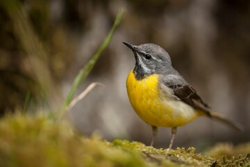gray wagtail, motacilla cinerea on a moss covered stone in a swift river