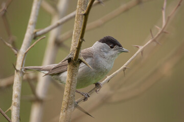 Eurasian blackcap, Sylvia atricapilla, on a thorn bush