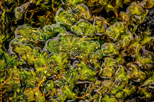 Opposite-leaved pondweed, Groenlandia densa