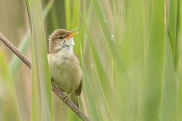 common reed warbler (Acrocephalus scirpaceus) singing in the reeds