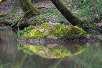 Mousse sur rocher, Forêt de bois Pouvreau
