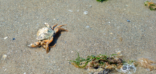 Crab on the beach at the North Sea, wadden sea animal in the Normandy, France