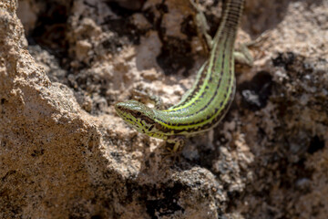 Erhard's Wall Lizard (Podarcis erhardii naxensis) sitting on a stones close-up in a sunny day