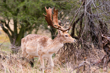 Red deer stag with antlers in spring, forest of Amsterdamse Waterleidingduinen in the Netherlands, wildlife in the woodland
