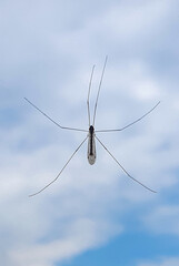 A close-up of a fly Dicranomyia modesta sitting on the window with the sky in the background