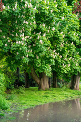 A beautiful horse chestnut tree flowering, with water in foreground